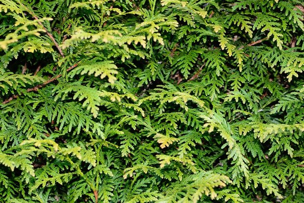 Statt die weit verbreitete Thuja-Hecke, die ein Neophyt ist, können einheimische Sträucher als Sichtschutz gepflanzt werden. (Bilder Pixabay) 