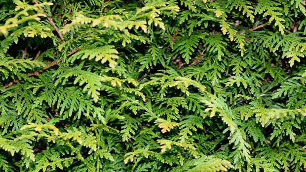 Statt die weit verbreitete Thuja-Hecke, die ein Neophyt ist, können einheimische Sträucher als Sichtschutz gepflanzt werden. (Bilder Pixabay) 