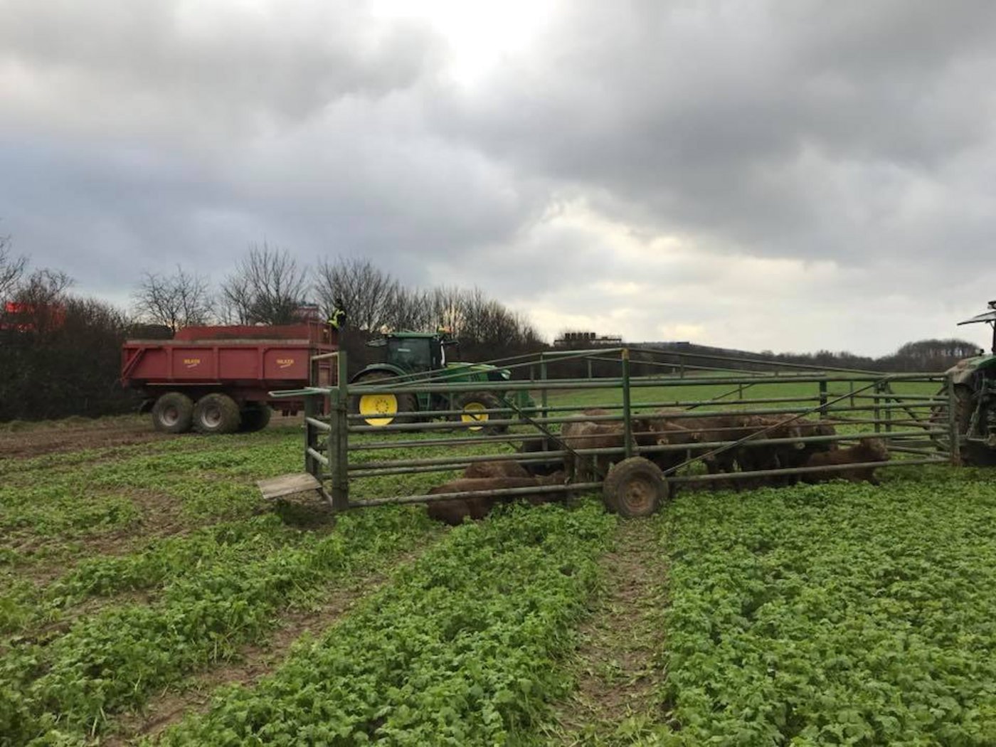 45 Jungrinder überlebten den Unfall. Für 20 Tiere gab es keine Rettung mehr. 