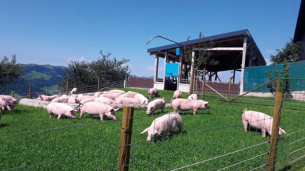 Wiesenschweine können je nach Wetter nur kurz auf die Weide, dann werden sie zurückgepfiffen. Sie haben aber auch im Stall viel Beschäftigung im Wühlbereich und in der Suhle.