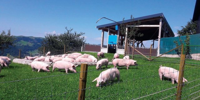 Wiesenschweine können je nach Wetter nur kurz auf die Weide, dann werden sie zurückgepfiffen. Sie haben aber auch im Stall viel Beschäftigung im Wühlbereich und in der Suhle.