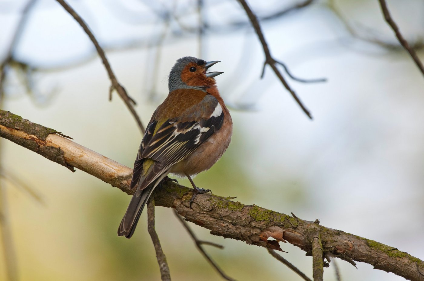 Der Buchfink kann am EuroBirdwatch oft in grossen Zahlen beobachtet werden. Als Schwarmzieher ist er allerdings auch stark von der illegalen Vogeljagd im Mittelmeerraum betroffen. (Bild Michael Gerber)