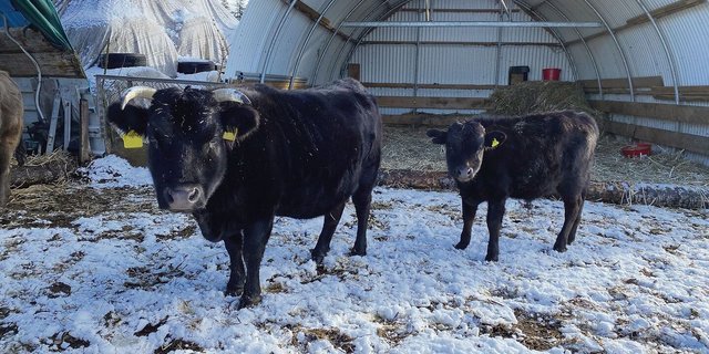 13 Dahomeys leben auf der Tunnelranch. Von der exotischen Rasse hörte Samuel Mosimanns Vater erstmals in Kanada. Die ersten Tiere konnte er in Deutschland kaufen. 