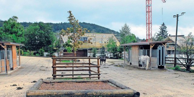 Auch mitten im Wohngebiet lässt sich für die Pferde in der Pferdepension Haug in Weiningen ZH ein abwechslungsreiches Leben führen.