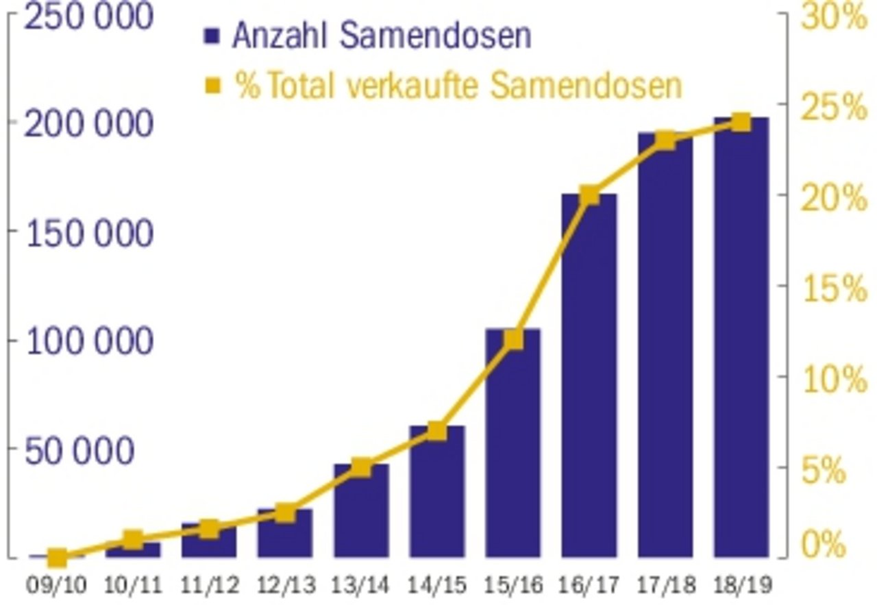 Der Verkauf von Optimis-Stieren verläuft positiv.(Grafik BauZ/Swissgenetics)
