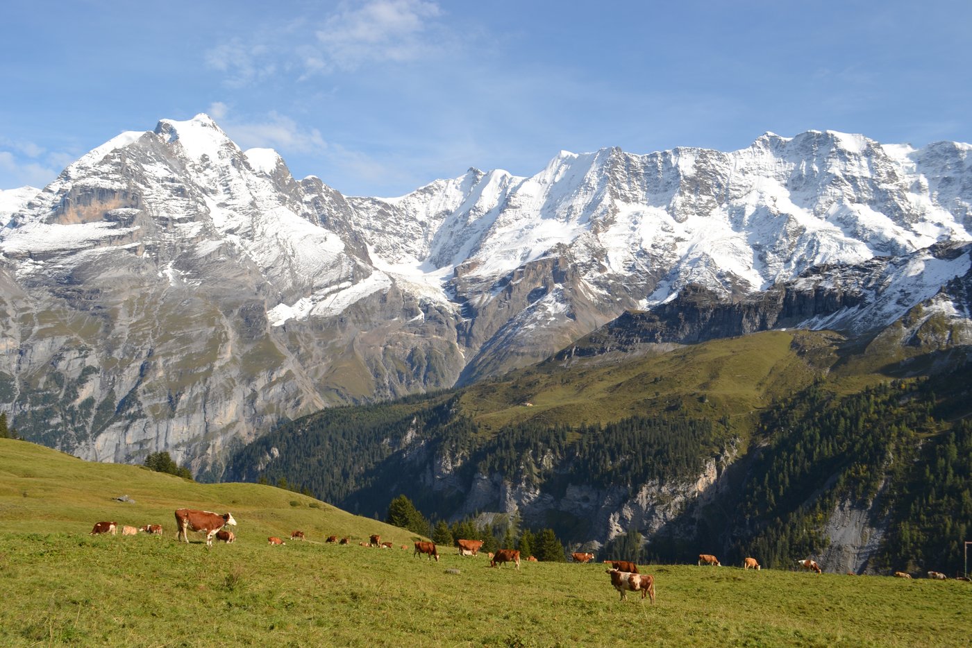 Zum letzten Mal auf der Alp auf der Weide.