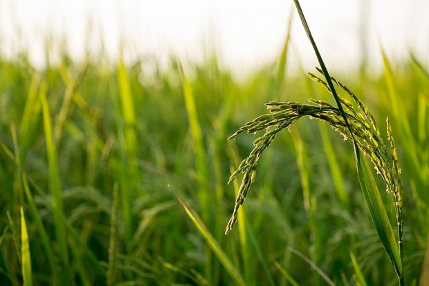 Am häufigsten wurden Antibiotika im Reisanbau in Südostasien empfohlen. In der Schweiz und der EU sind Antibiotika im Pflanzenbau verboten. (Bild PIxabay)