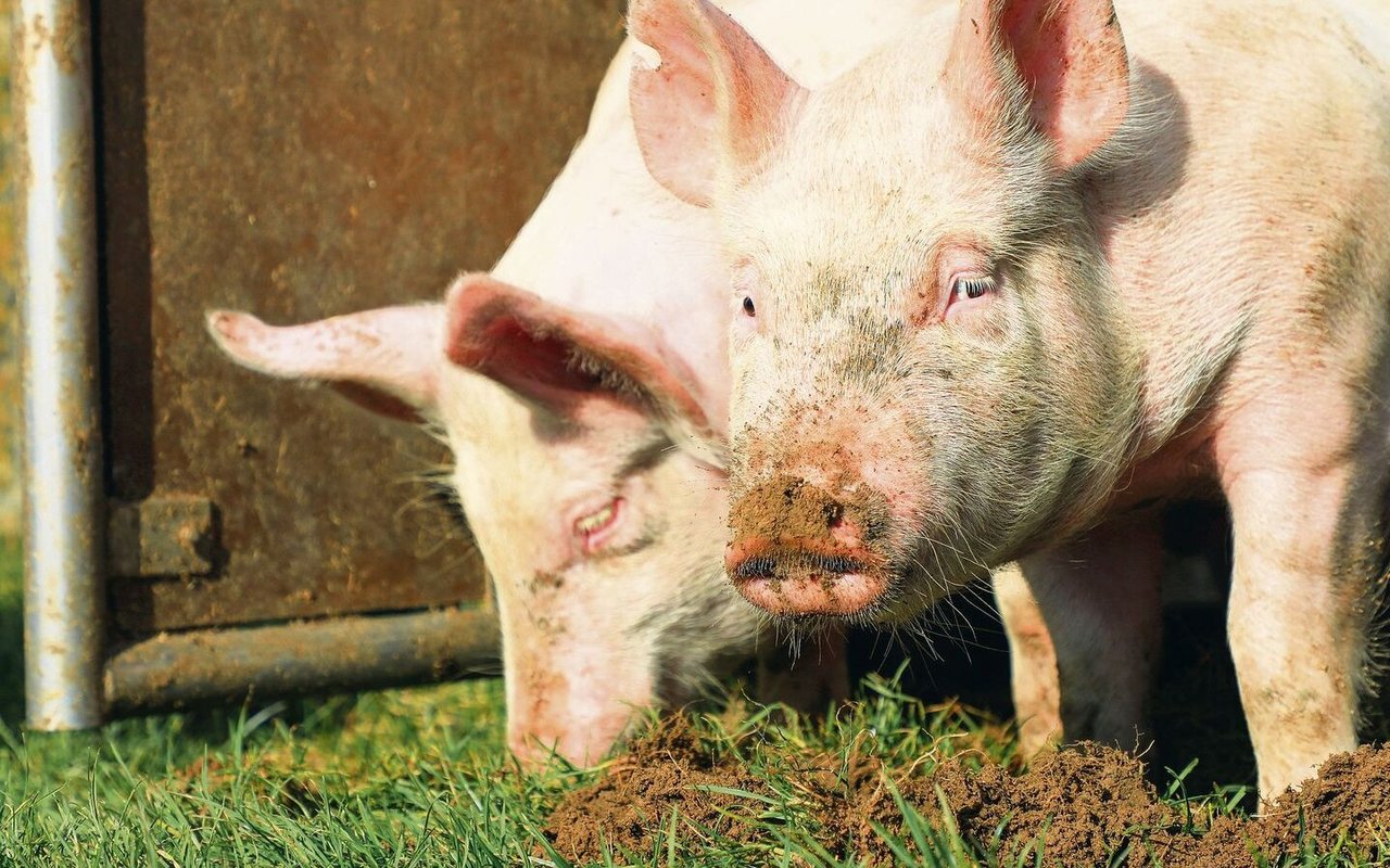 Ein wenig die Schnauze voll haben nicht nur diese Schweine, sondern auch einige Bioschweine-Produzenten.