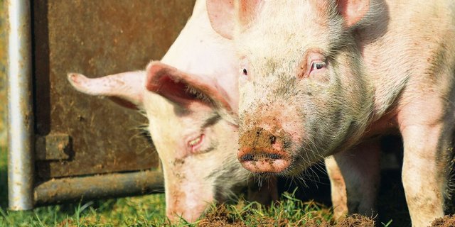 Ein wenig die Schnauze voll haben nicht nur diese Schweine, sondern auch einige Bioschweine-Produzenten.