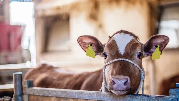 Je älter ein Kalb, desto schwerer ist es, sich umzugewöhnen, beispielsweise von Milch ad libitum auf rationierte Tränke oder von Kalt- auf Warmtränke. (Bild BauZ)