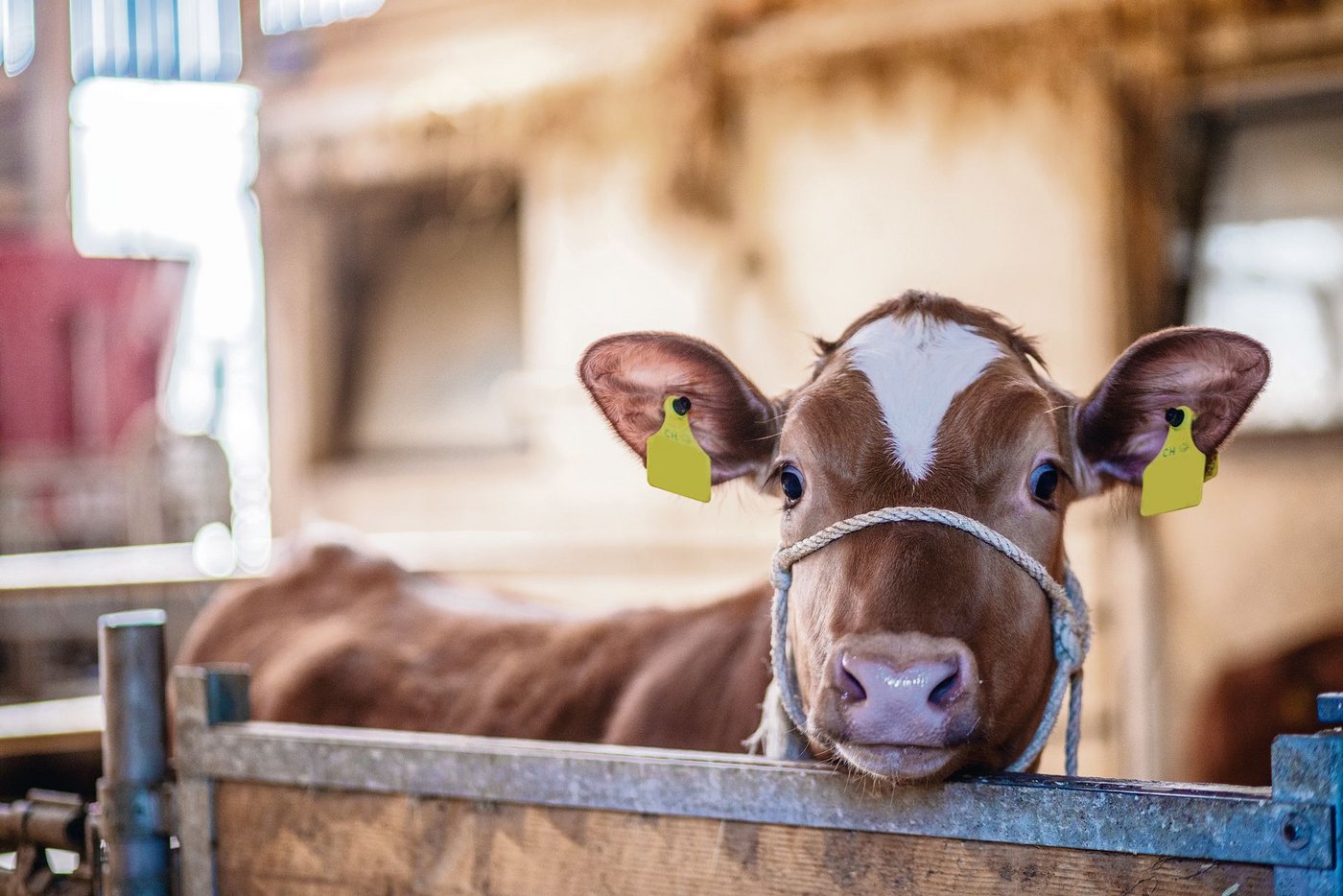 Je älter ein Kalb, desto schwerer ist es, sich umzugewöhnen, beispielsweise von Milch ad libitum auf rationierte Tränke oder von Kalt- auf Warmtränke. (Bild BauZ)