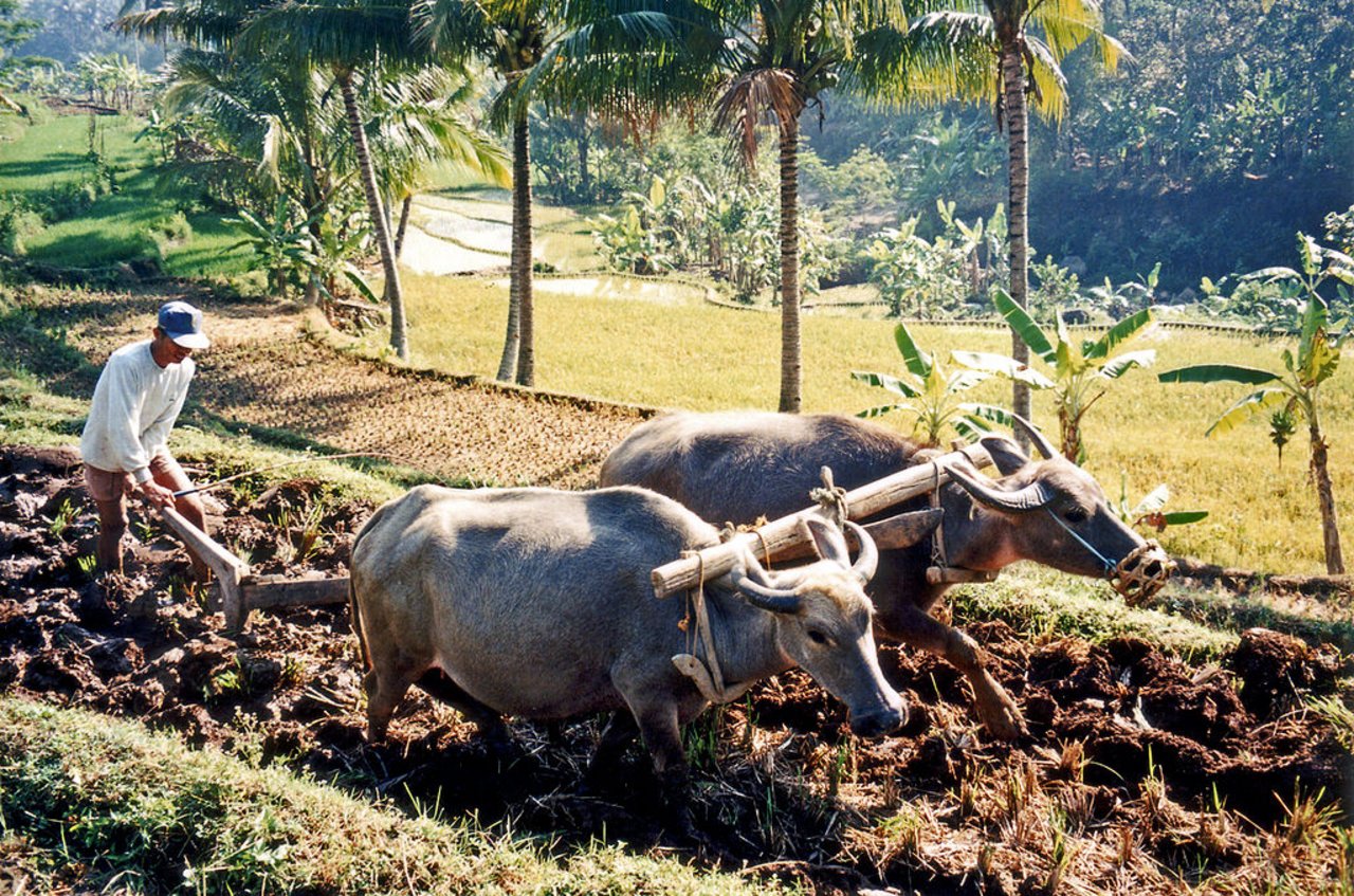Methan-Emissionen entstehen auch durch die Landwirtschaft, zum Beispiel durch Reisanbau: Wasserbüffel ziehen den Pflug über ein Reisfeld in Java. (Bild Merbabu)