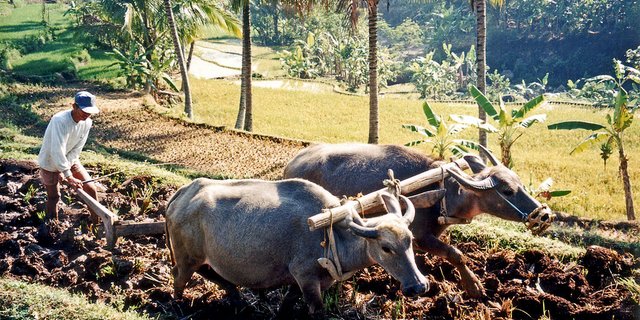 Methan-Emissionen entstehen auch durch die Landwirtschaft, zum Beispiel durch Reisanbau: Wasserbüffel ziehen den Pflug über ein Reisfeld in Java. (Bild Merbabu)