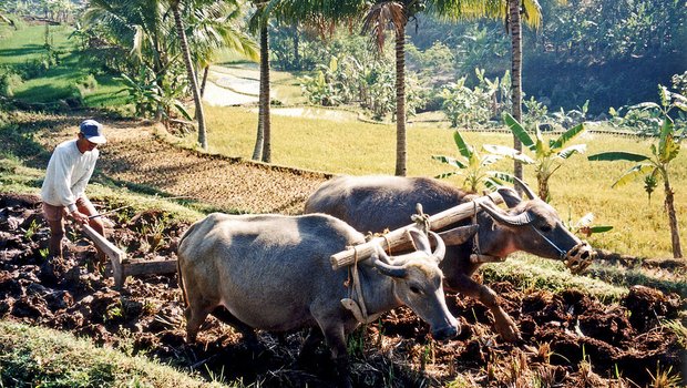 Methan-Emissionen entstehen auch durch die Landwirtschaft, zum Beispiel durch Reisanbau: Wasserbüffel ziehen den Pflug über ein Reisfeld in Java. (Bild Merbabu)