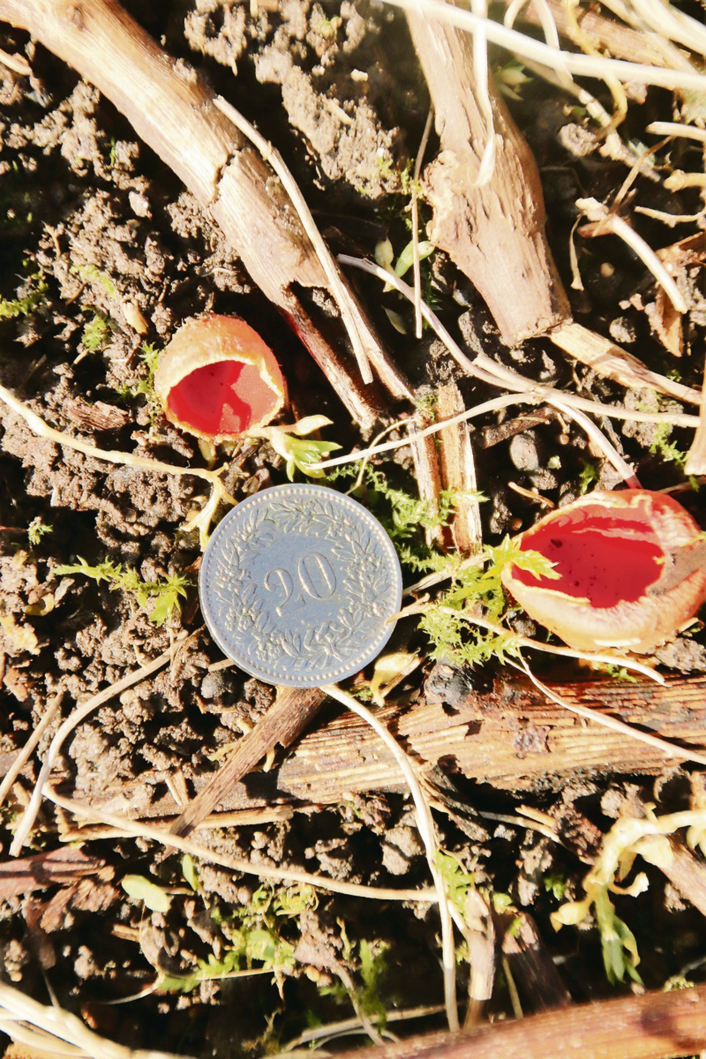 Grössenvergleich mit einem 20-Rappen-Stück.
