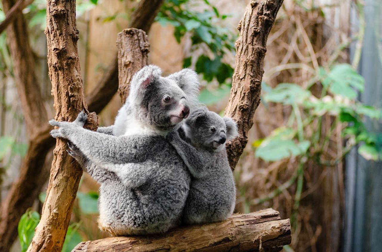 Die putzigen Koalabären sind gefährdet. (Bild Pixabay)