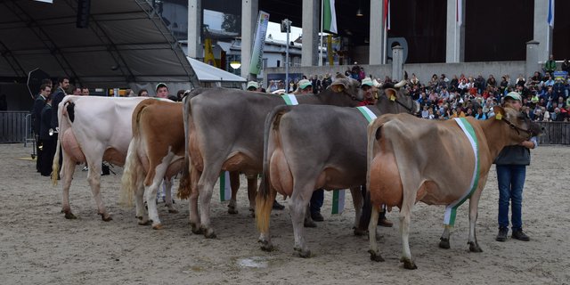 Die Olma Missen 2019 (v.l.): Miss Holstein Lady; Miss Fleckvieh Corona; Miss Braunvieh Silvana; Miss Original Braunvieh Viona; Miss Jersey Daisy. (Bilder Stefanie Giger)