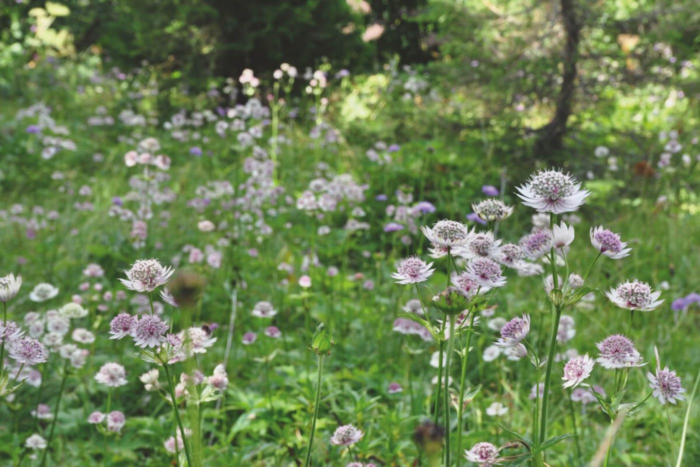 Wild findet man die Grosse Sterndolde, die «Astrantia major», auf Bergwiesen auf einer Höhe ab rund 800 Metern. Die Pflanze ist geschützt. (Foto: Gartenwerke)