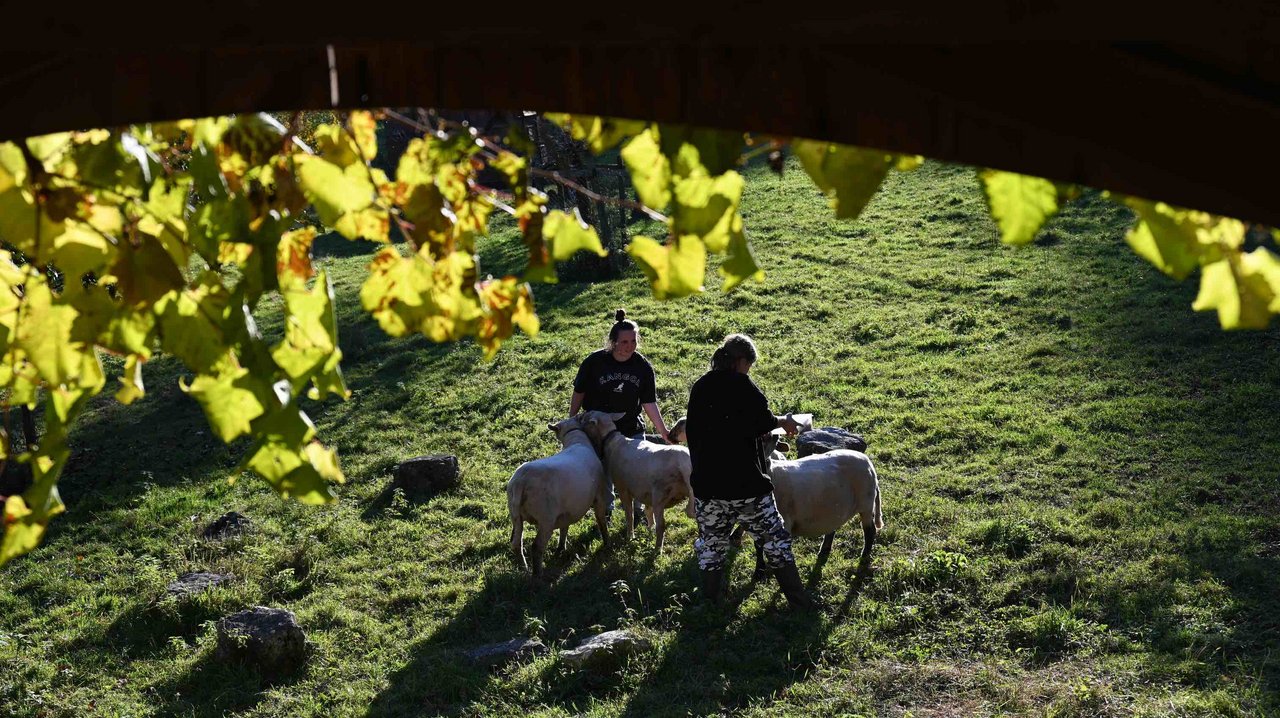 Ronja (l.) und Alexandra (sämtliche Namen der Auszubildenden sind geändert) schauen bei den Schafen vorbei. Alle Lernenden haben ein Ämtli, für das sie die Verantwortung tragen. (Bilder BauZ/Andrea Wyss)