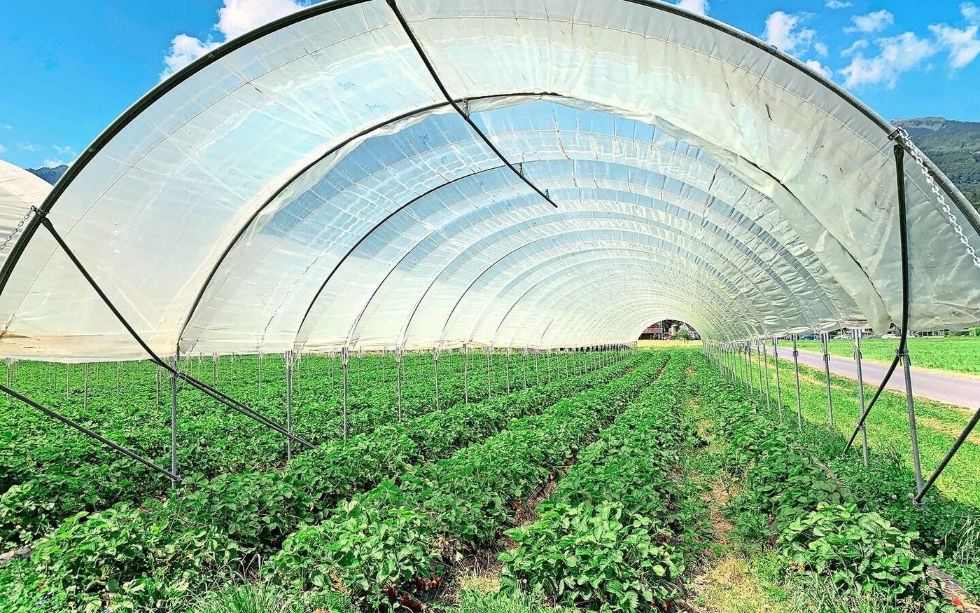 Überdachungen für den Hagelschutz und Regenschutz sowie Einnetzung für den Insektenschutz sollten nicht mehr als feste Bauten beurteilt werden, fordert der LBV.