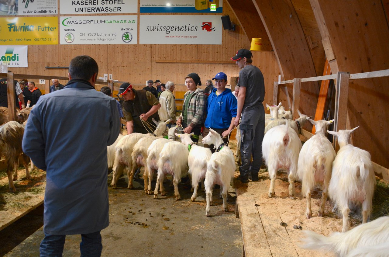 Die Experten rangierten in Wattwil rund 550 Ziegen und Böcke, im Bild die Appenzeller Ziegen. (Bild ag)