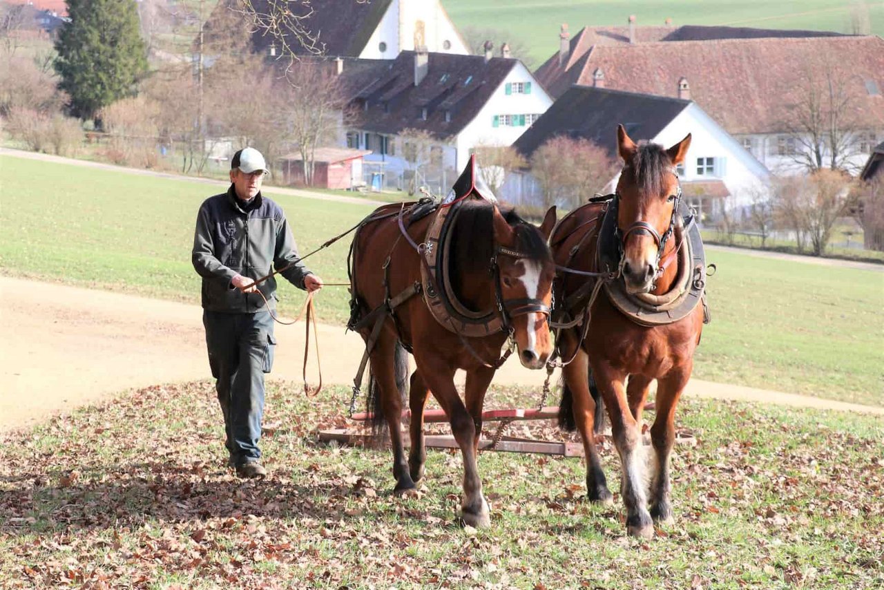 Ernst Rytz und seine beiden Freibergerpferde machen einen Grasstreifen fit für den Frühling. (Bild Ruth Aerni)