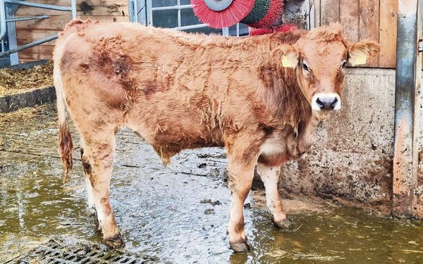 Lehrling Jan Lüscher hat es mit einer haarigen Angelegenheit zu tun