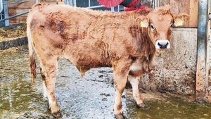 Eine ruhige Arbeitsw Eine ruhige Arbeitsweise ist optimal, wenn die Kälber geschoren werden müssen.