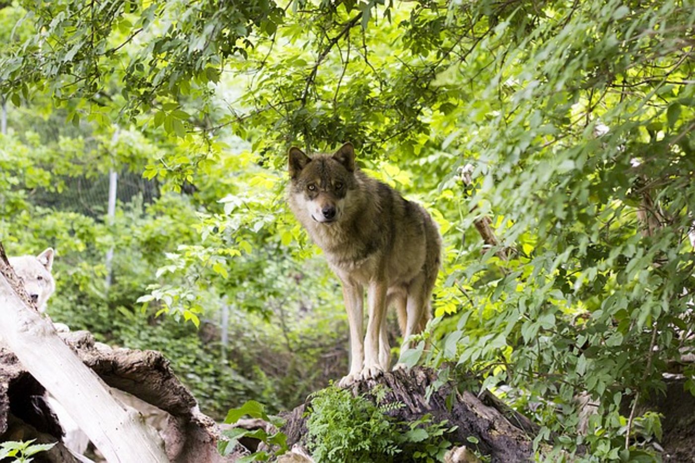 Der Wolf kostet viel – was nützt er eigentlich? (Bild Pixabay)