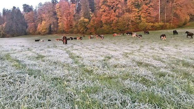 Frühmorgendliches Beweiden in Seon im Kanton Aargau am 9. November 2023 mit leichtem Bodenfrost.