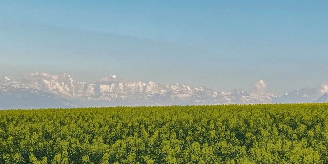Blauer Himmel und Bise: Von Mitte März bis 23. April folgte ein Hoch dem nächsten, dazwischen gab es nur einzelne Tage, an denen der Luftdruck etwas sank und sich über dem Jura oder den Alpen durch die Thermik einzelne Regenzellen bilden konnten.(Bild akr)