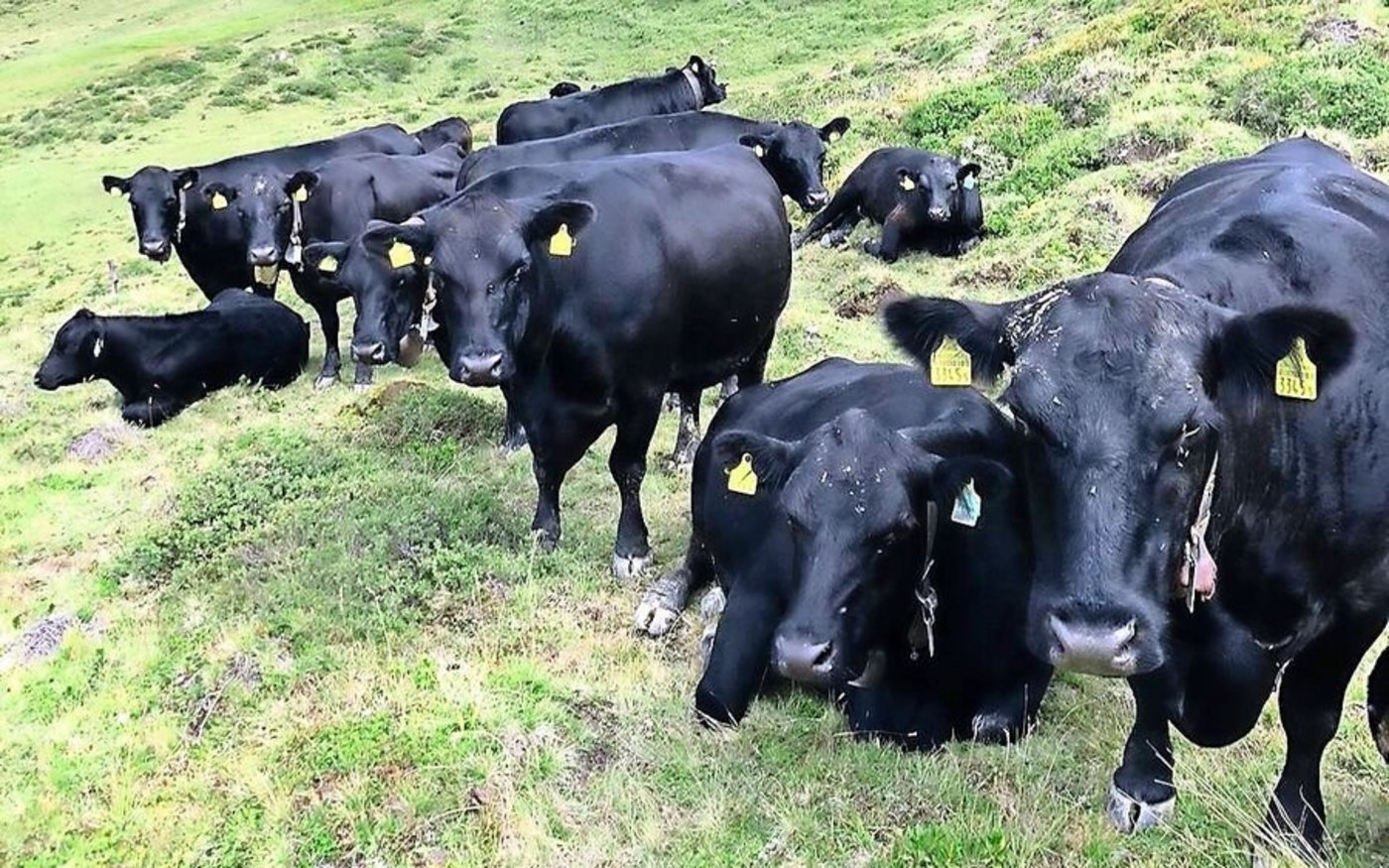 Die Angus-Kühe der Familie Lietha verbringen den Sommer auf der Alp.