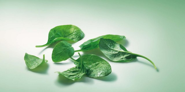 Spinat landet meist nicht frisch, sondern tiefgefroren im Laden. (Bild VSGP)