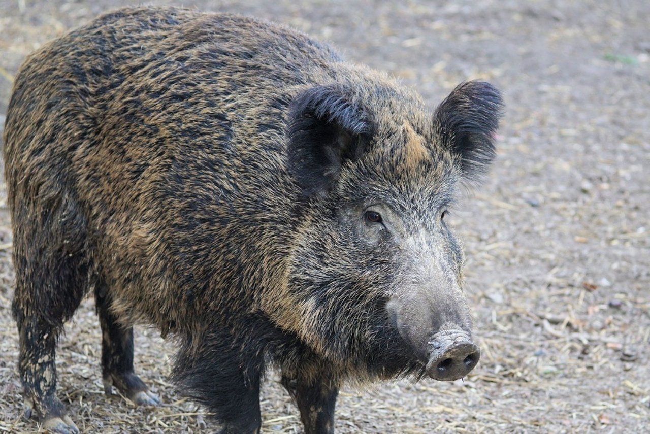 Wildschweine können Hausschweine mit der gefürchteten Tierseuche Afrikanische Schweinepest (ASP) anstecken. (Bild Pixabay)