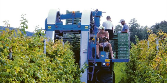 Maschinelle Himbeerernte im Zürcher Weinland. Nur reife Früchte sollen geerntet werden. Deshalb ist alle zwei Tage eine Durchfahrt nötig. Noch während der Fahrt werden die Beeren auf dem Verlesetisch exakt aussortiert.(Bild Roland Müller)