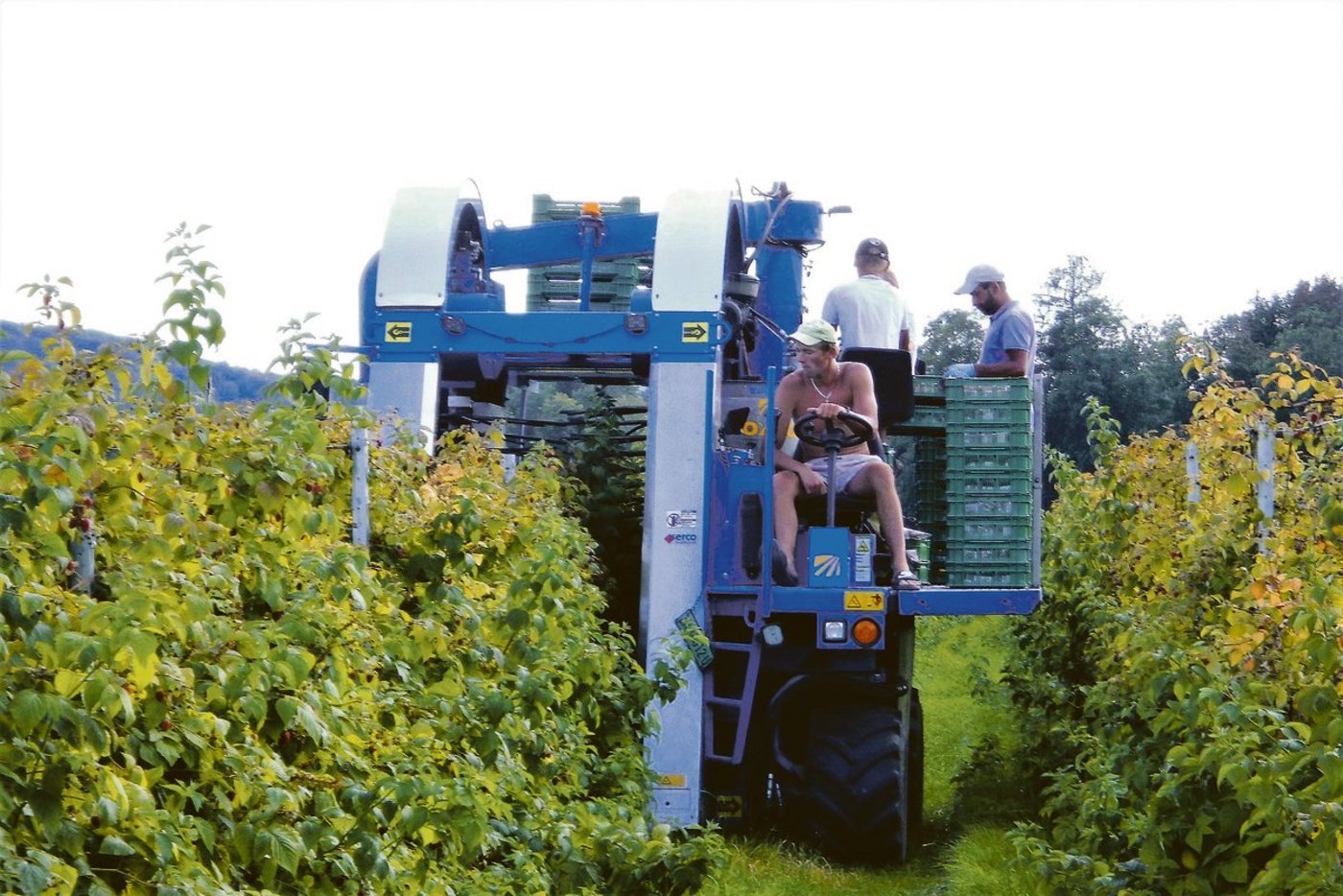 Maschinelle Himbeerernte im Zürcher Weinland. Nur reife Früchte sollen geerntet werden. Deshalb ist alle zwei Tage eine Durchfahrt nötig. Noch während der Fahrt werden die Beeren auf dem Verlesetisch exakt aussortiert.(Bild Roland Müller)