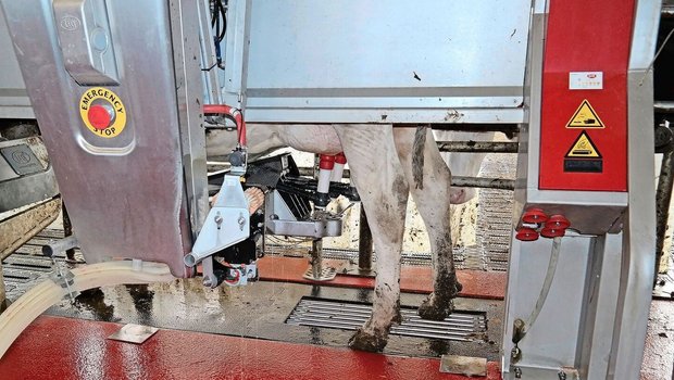 «Unter bestimmten Bedingungen»: Robotermilch für Gruyère AOP sei eine Option, sagt die Forschungsanstalt Agroscope.