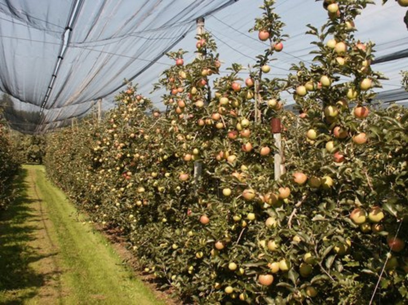 Kaum Rückstände von Pflanzenschutzmitteln im Obst. (Bild lid)