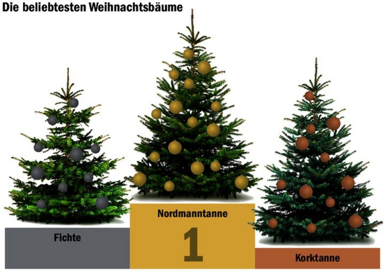 Die Nordmanntanne ist auch dieses Jahr die Siegerin in den Stuben. Sie macht rund zwei Drittel der verkauften Weihnachtsbäume aus. Die Fichte folgt ihr mit einem Anteil von rund 20 %.
