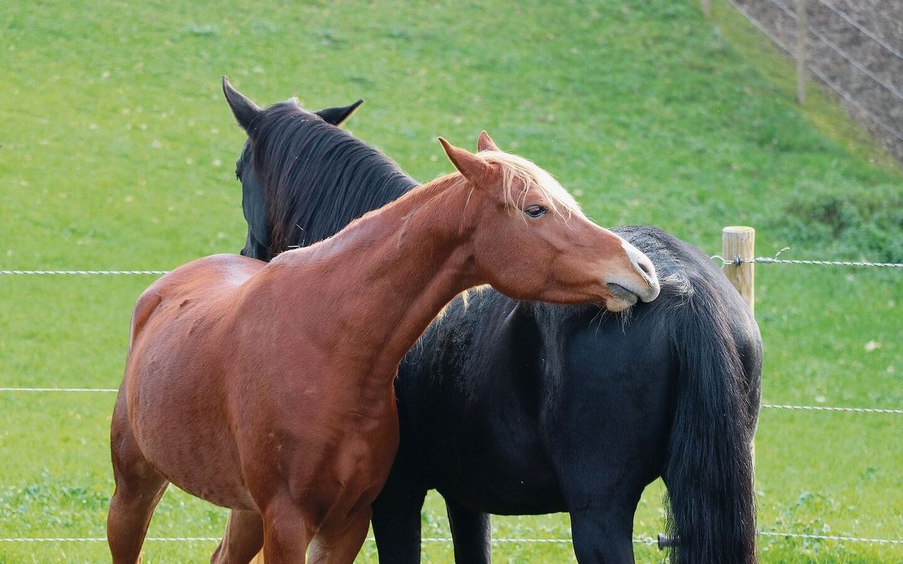 Auf dem Hof Matterand verbringen die Pferde – auch Boxenpferde – viel Zeit draussen und in Gesellschaft.