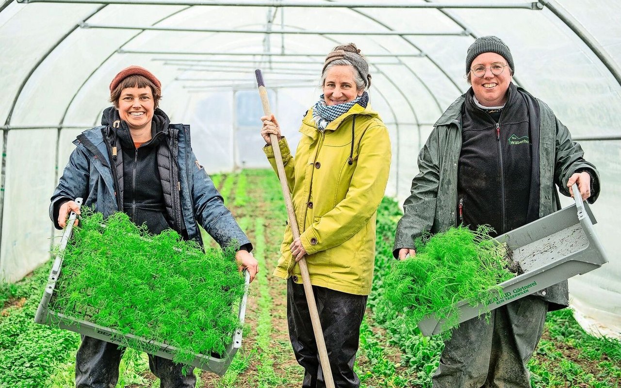 Demnächst wird der erste Fenchel angepflanzt: Anja Ineichen, Jenny Bolliger und Sarah Peter (v. l.) in einem der beiden Folientunnels. 