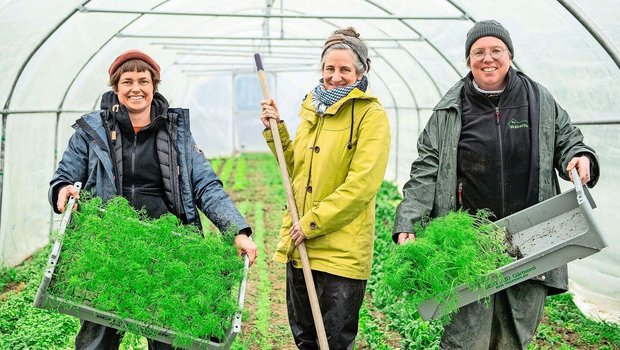 Demnächst wird der erste Fenchel angepflanzt: Anja Ineichen, Jenny Bolliger und Sarah Peter (v. l.) in einem der beiden Folientunnels. 