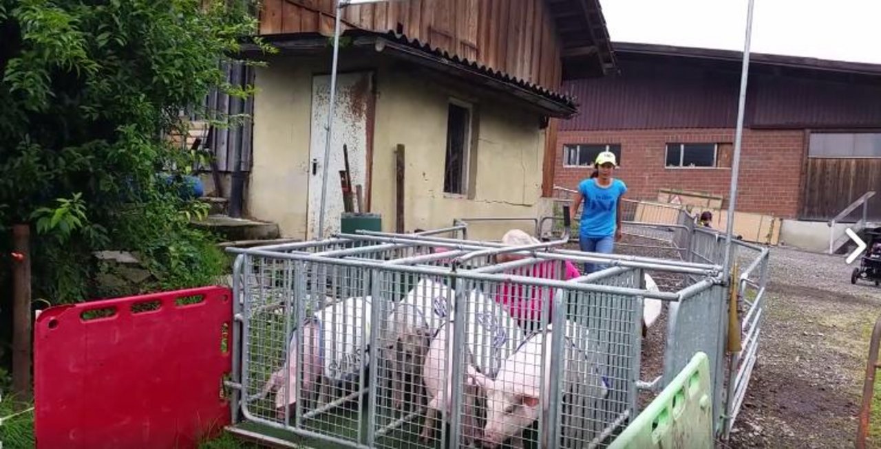 In den Startboxen: Das Training macht den Schweinen offenbar Spass. (Bild Screenshot FB)