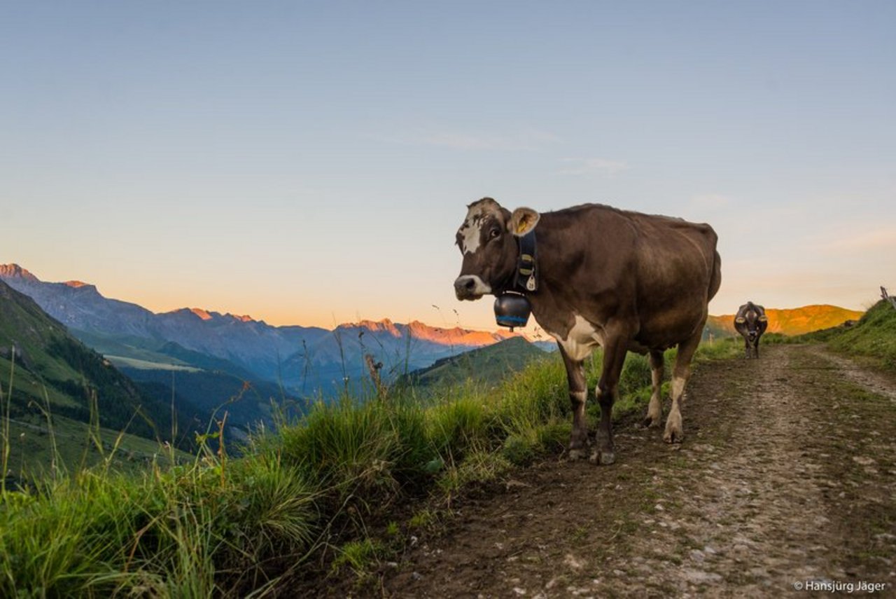 Von der geleasten Kuh über neue Schafwoll-Produkte bis zu Initiativen zur regionalen Verarbeitung und Vermarktung – die Bergregion ist innovativ. (Bild BauZ)