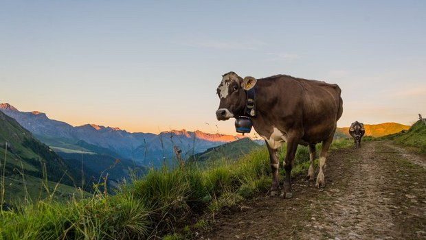 Von der geleasten Kuh über neue Schafwoll-Produkte bis zu Initiativen zur regionalen Verarbeitung und Vermarktung – die Bergregion ist innovativ. (Bild BauZ)