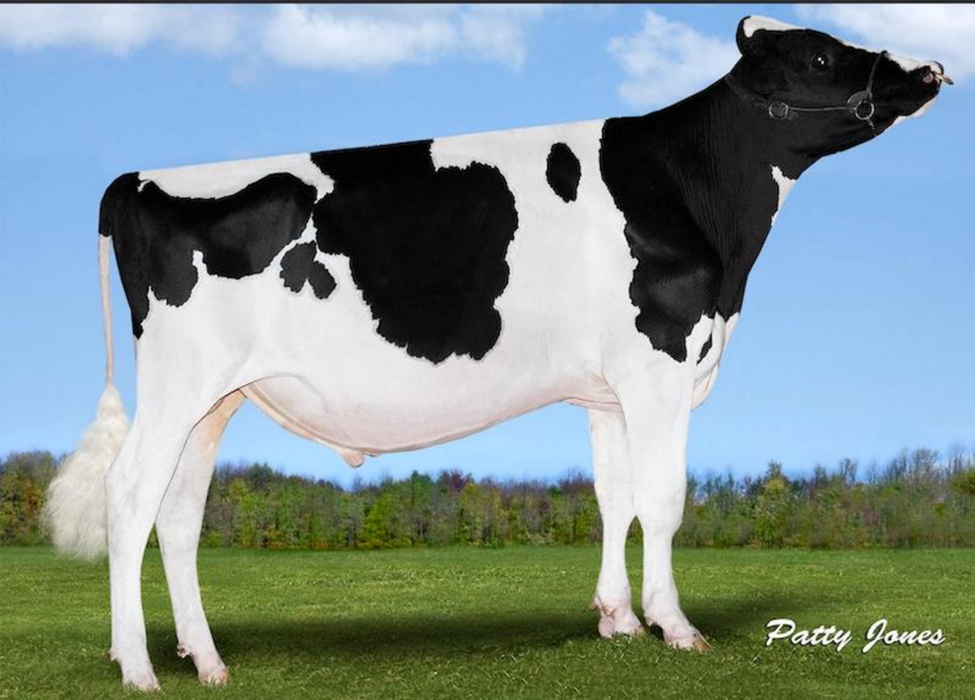 Der RF-Stier Avalanche und seine Nachkommen dürfen in der Schweiz nicht eingesetzt werden. (Bild Patty Jones)