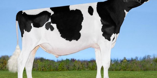 Der RF-Stier Avalanche und seine Nachkommen dürfen in der Schweiz nicht eingesetzt werden. (Bild Patty Jones)