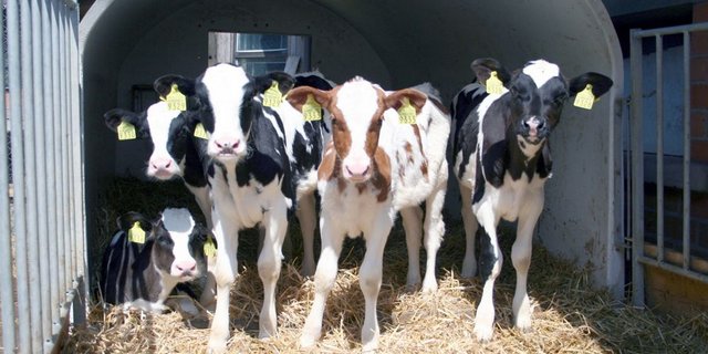 Ab dem 1. November sollte kein Kalb mehr in ein Schlachthaus geliefert werden, das jünger als 21 Tage alt ist. (Bild zVg)