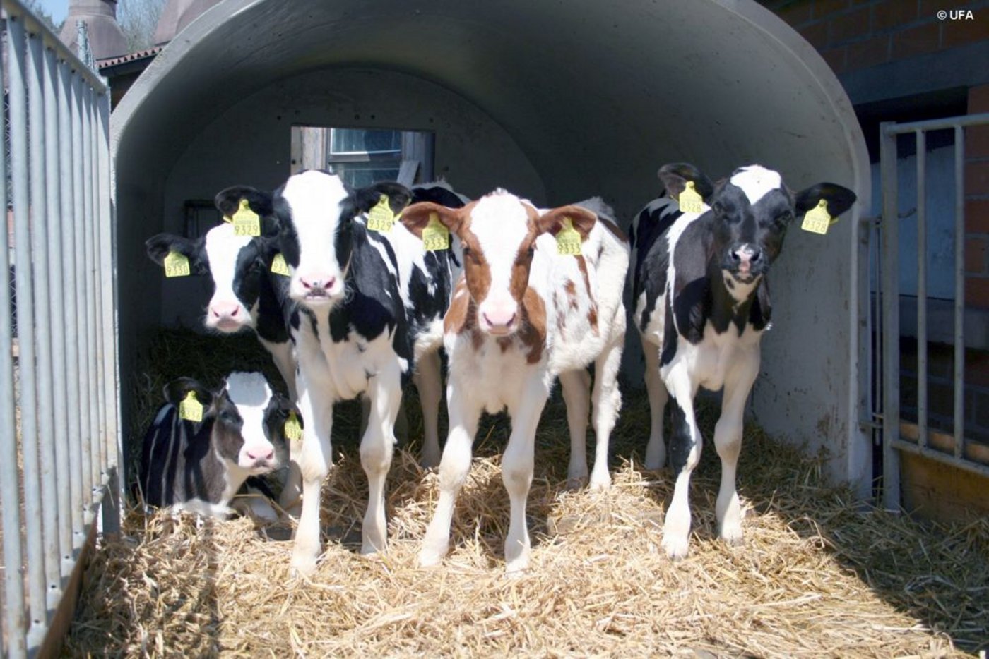 Ab dem 1. November sollte kein Kalb mehr in ein Schlachthaus geliefert werden, das jünger als 21 Tage alt ist. (Bild zVg)