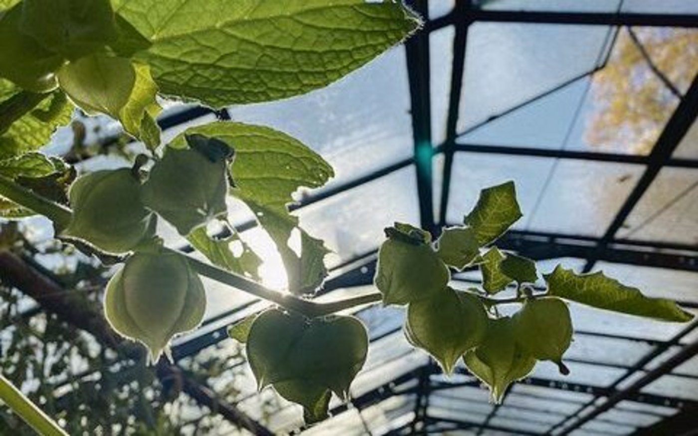 Im Erdhaus, Erika Oehlers Lieblingsort im Mühlhof, kann sie zur Ruhe kommen und mediterrane Pflanzen anziehen. 
